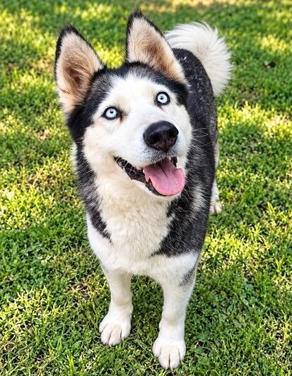Black and white dog with blue eyes standing on grass