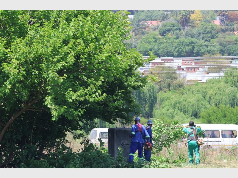 Park officials pruning trees.
