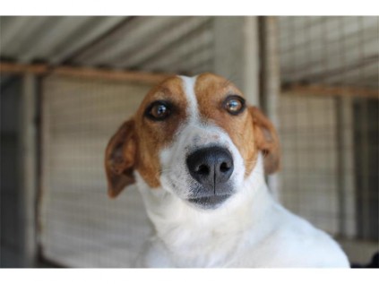 An energetic female Jack Russel promises to be her new owner's best friend.