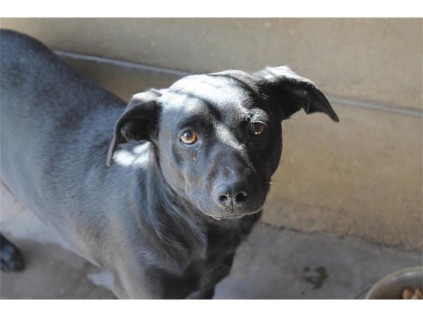 A two-year-old, female cross-breed would love to be petted by a loving new family.