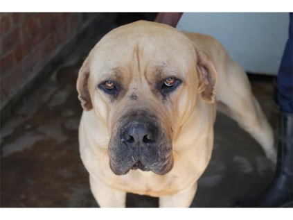 This adorable boerboel is a two and a half year old male with loving energy.