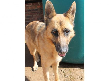 This two-year-old German Shepherd is as playful as can be and promises to be tons of fun for the kids.