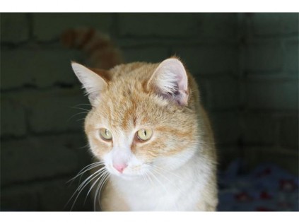 This male ginger cat is a sweety and needs a new owner to cuddle with. He is about six months old.