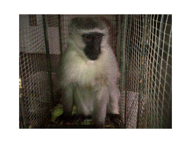 The elusive vervet monkey which was captured in Lakefield, on August 22.