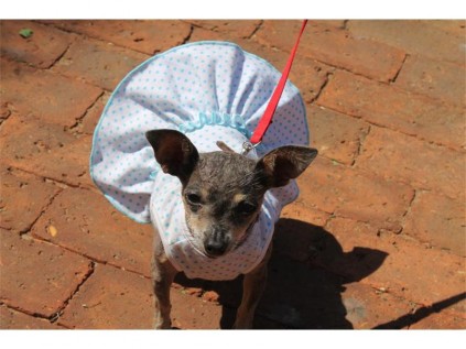 A rescue chihuahua, Mini, is one of the pets that were blessed at St Dunstan's Cathedral's eighth pet blessing.