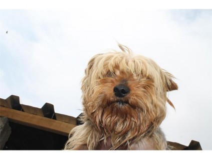 A very fluffy male cross-Yorkshire terrier would love its new owner endlessly.