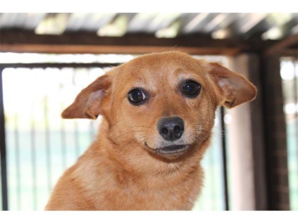 This female cross-miniature pinscher has the most gorgeous, big brown eyes that will make anyone's day.