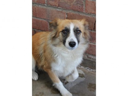 This female border collie-cross has plenty of love to give to an equally as loving owner.
