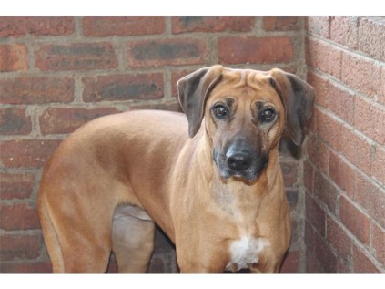 A female Rhodesian ridgeback promises to be the perfect new pet for the perfect new owner.