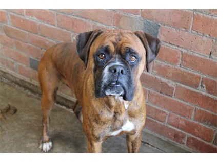 This male boxer wants to bring smiles to a new, caring family.