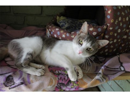 This white and grey tabby cat's charming personality will make any animal-lover swoon.