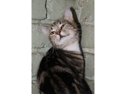 This classic tabby cat promises to crawl deep into your heart.