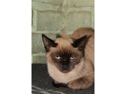A male Siamese-cross will be the perfect friend with whom to spend a lazy day.