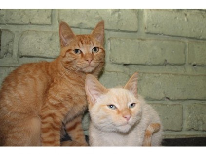 A female ginger and a male Siamese-cross promise to be the perfect new pets.