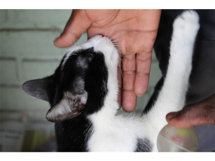 This playful black and white male domestic house cat comes with plenty of fun times.