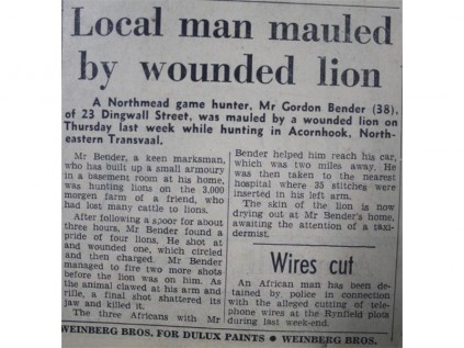 In a time when game hunting was not as frowned upon as it is today Gordon Bender, a Northmead resident and hunter, was mauled by a lion that he had wounded during a hunting trip in Acornhoek, in the then north-eastern Transvaal (Mpumulanga).