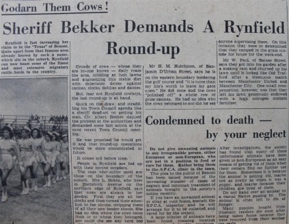Rynfield – the Texas of Benoni. In 1971, Rynfield was host to crowds of migratory cattle and nobody knew who their owners were. The animals were not very popular in the area as they made a feast out of numerous Rynfield residents’ lawns. On this week in April 1961, town council and Clr Albert Bekker promised more concentrated round-up operations of the crowds of cattle.