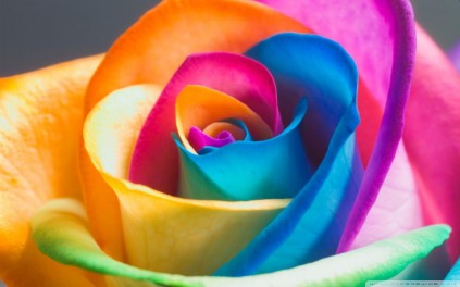 rainbow_rose_macro-wallpaper-1920x1200 (Large)