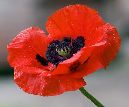 poppy