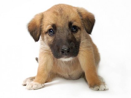 SPCA