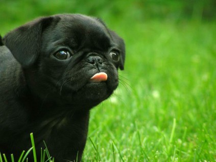 pugs_17