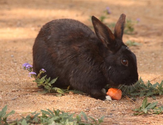 A bunny feeds on a carrot.