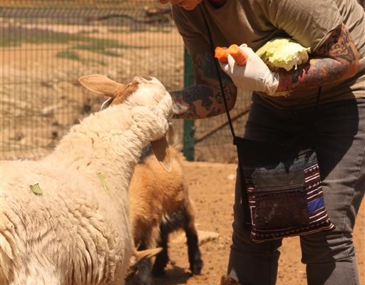 Tania Forrest-Smith feeds a sheep at the Bunny Park this morning (October 18).