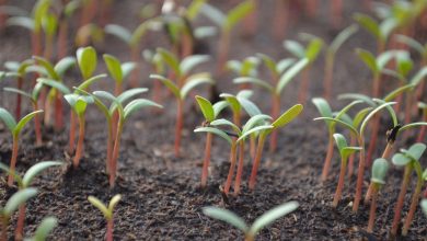 AliceCoetzee- 08-10-2021- gardening - grow your own - photo 1 (Medium)