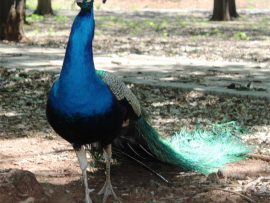 IMG_0877_94449