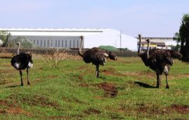 RondebultBirdSanc_47897