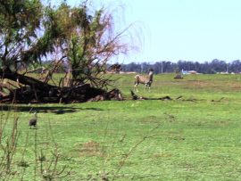 RondebultBirdSanc_48197
