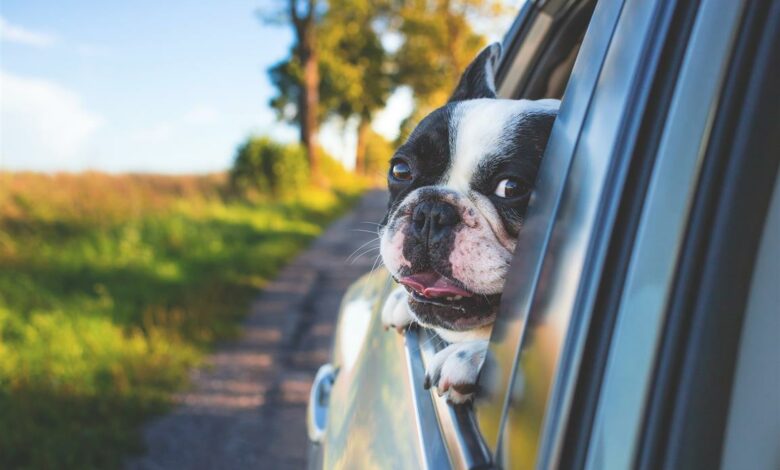 ElanaWagner-10-12-2021-Pets-DogRoadTrip.1 (Medium)