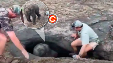 image_2022_02_09T12_14_33_511Z