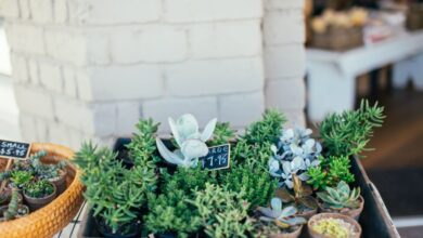 succulent gardening