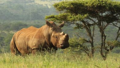 Rhino on Reserve