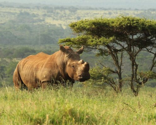 Rhino on Reserve