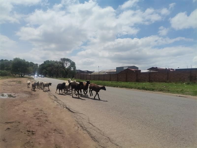 Report livestock on public roads Benoni City Times