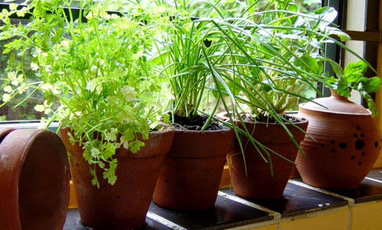 LNN Featured image_2 (4)