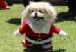 Dog dressed in Santa outfit