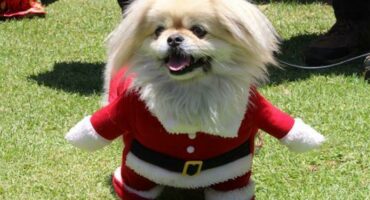 Dog dressed in Santa outfit