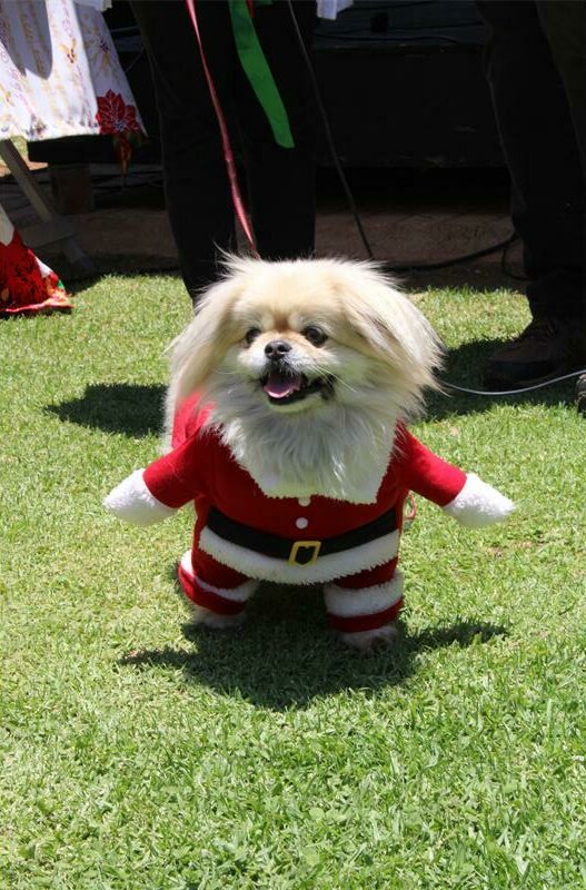Dog dressed in Santa outfit