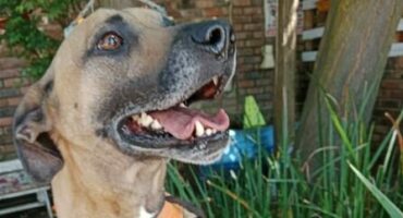 Brown dog with an orange harness stands against the fence