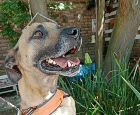 Brown dog with an orange harness stands against the fence