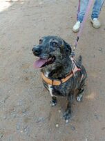 A dark coloured dog with an orange harness sitting on the ground