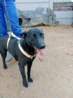 A black dog with its tongue sticking out
