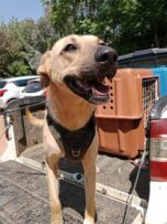 Tan coloured dog on the back of a bakkie.