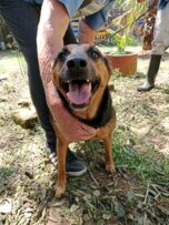 Black and brown dog
