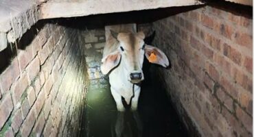 Cow standing in a water.