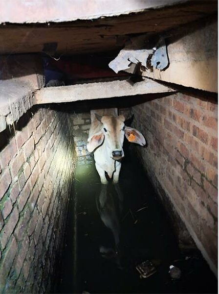 Cow standing in a water.