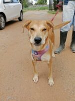 Brown dog with a pink harness